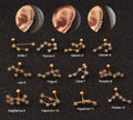Twelve Constellation Stainless Steel Stud Earrings - Viexta